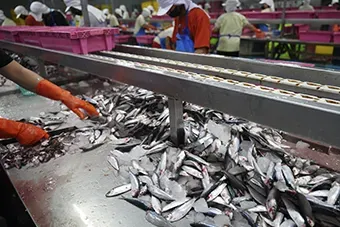 Magister Cites asesorando en sector pesca